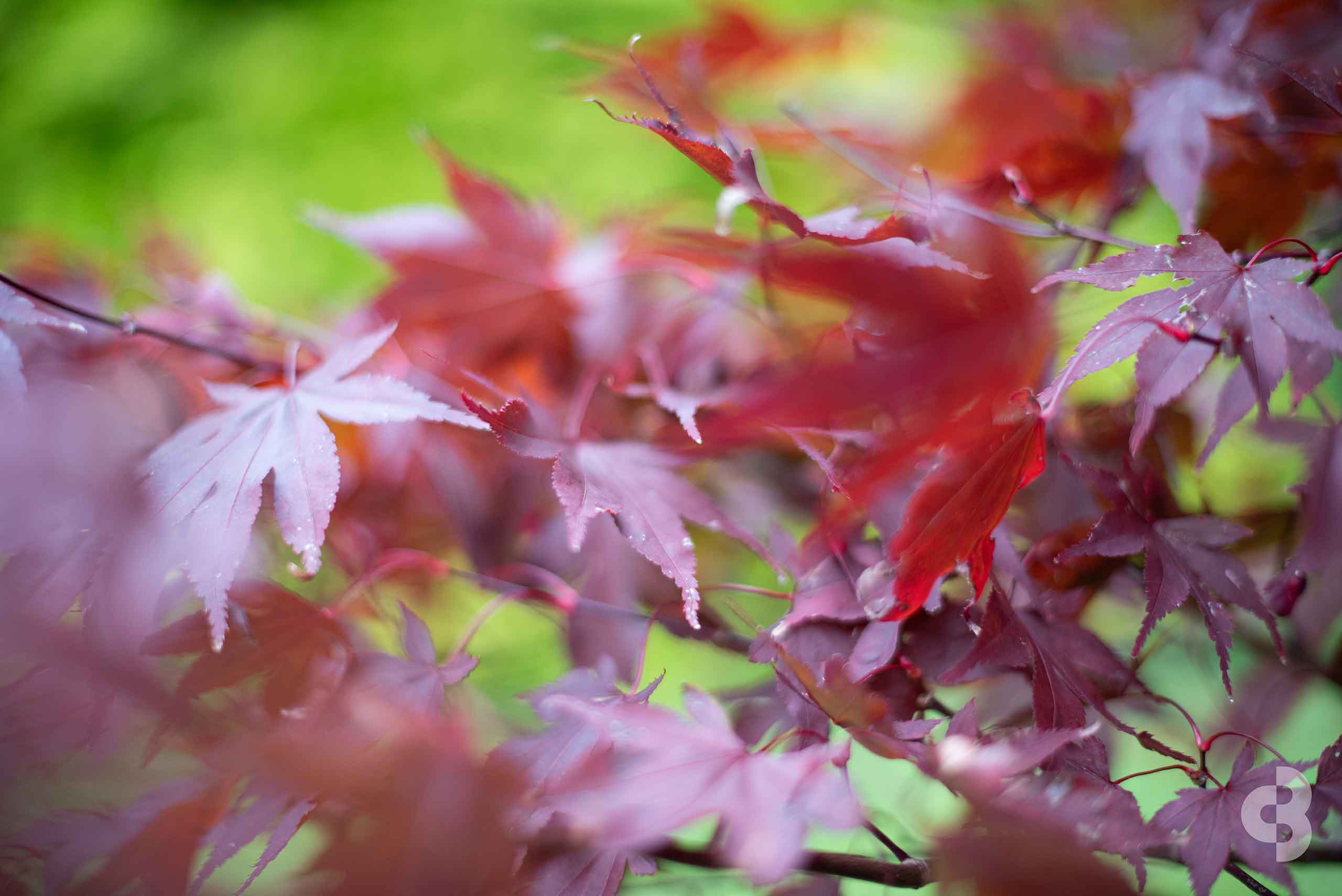 Close-up of red maple leaves with shallow depth of field