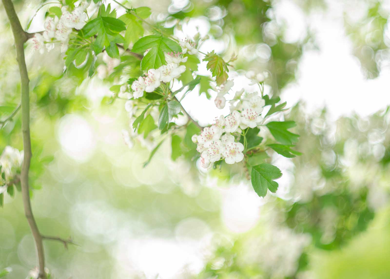 Ethereal Botanical Studies
