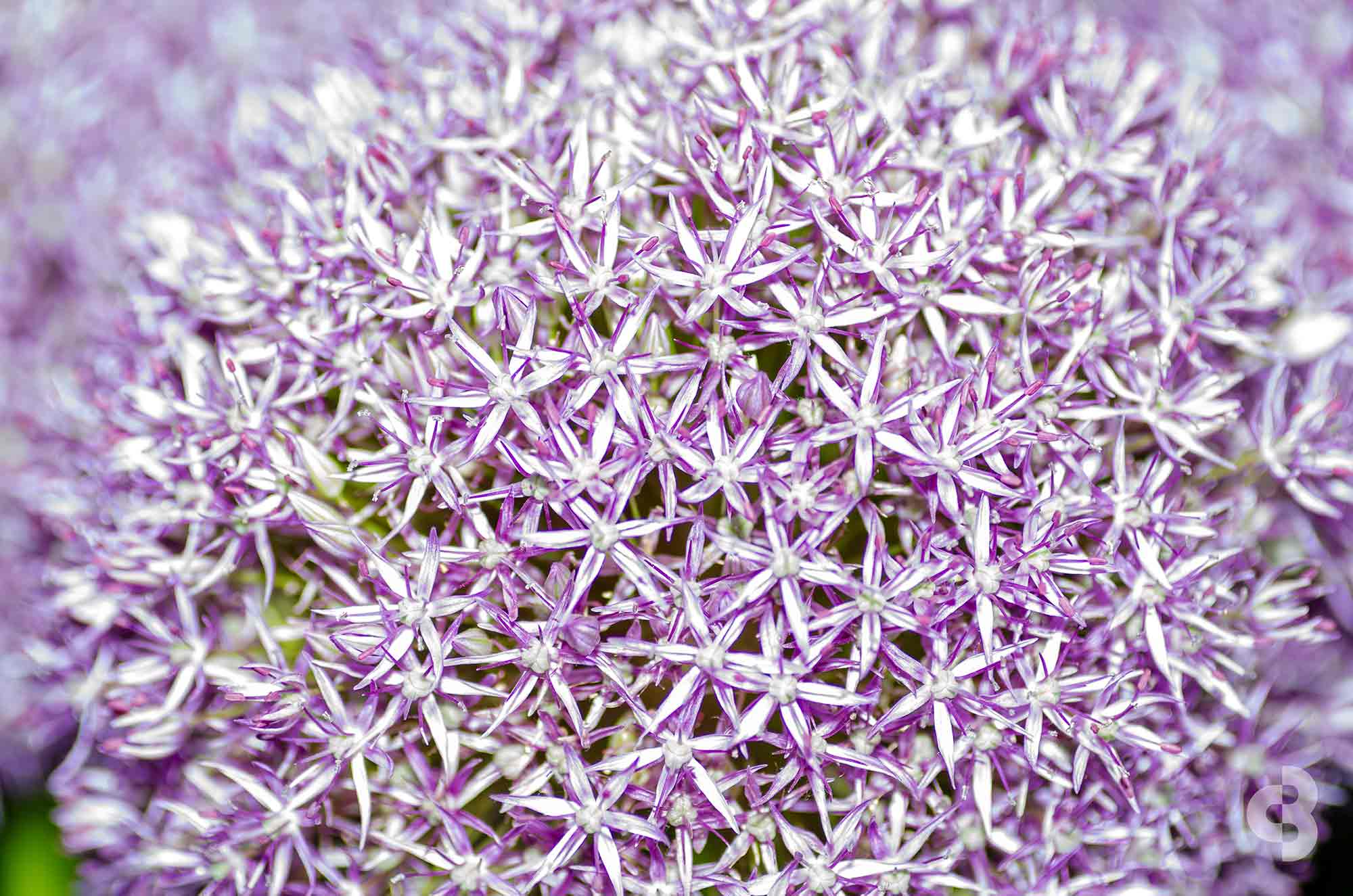 Closeup of purple allium flower head in bloom