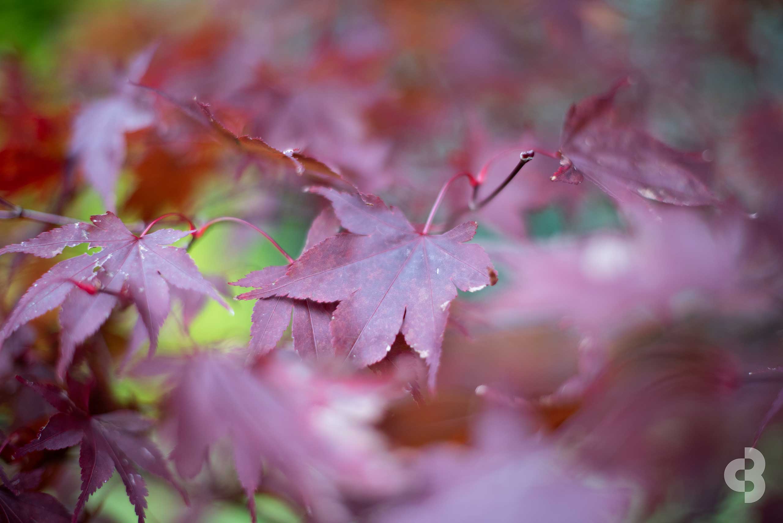 Close-up of red maple leaves in natural light
