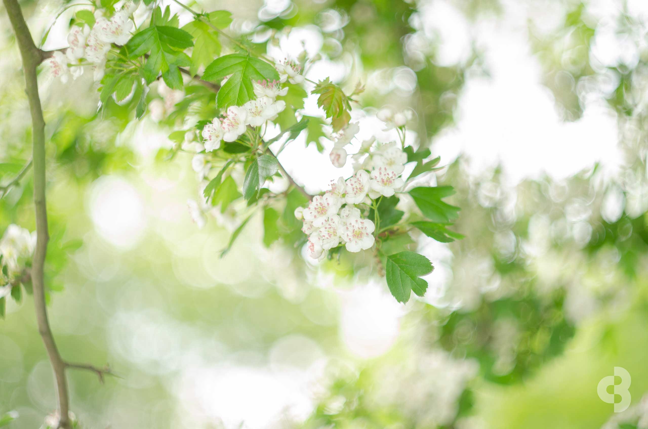 Soft focus spring blossoms with circular bokeh