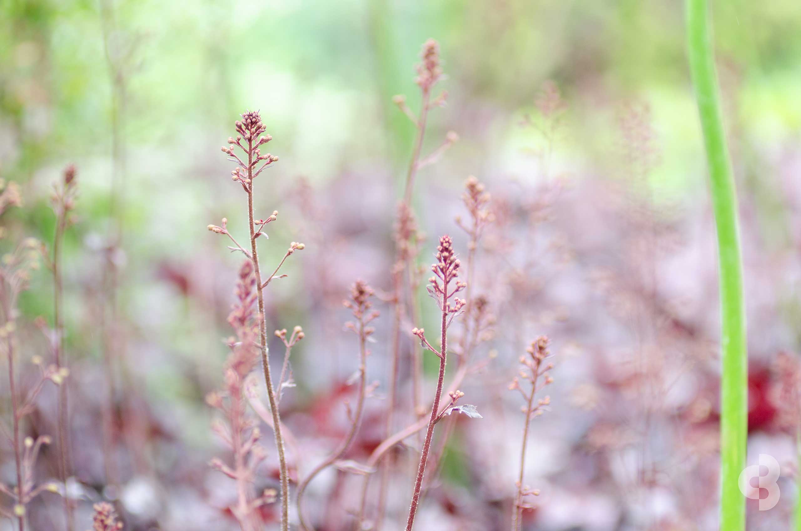 Delicate garden flower stems with shallow depth of field