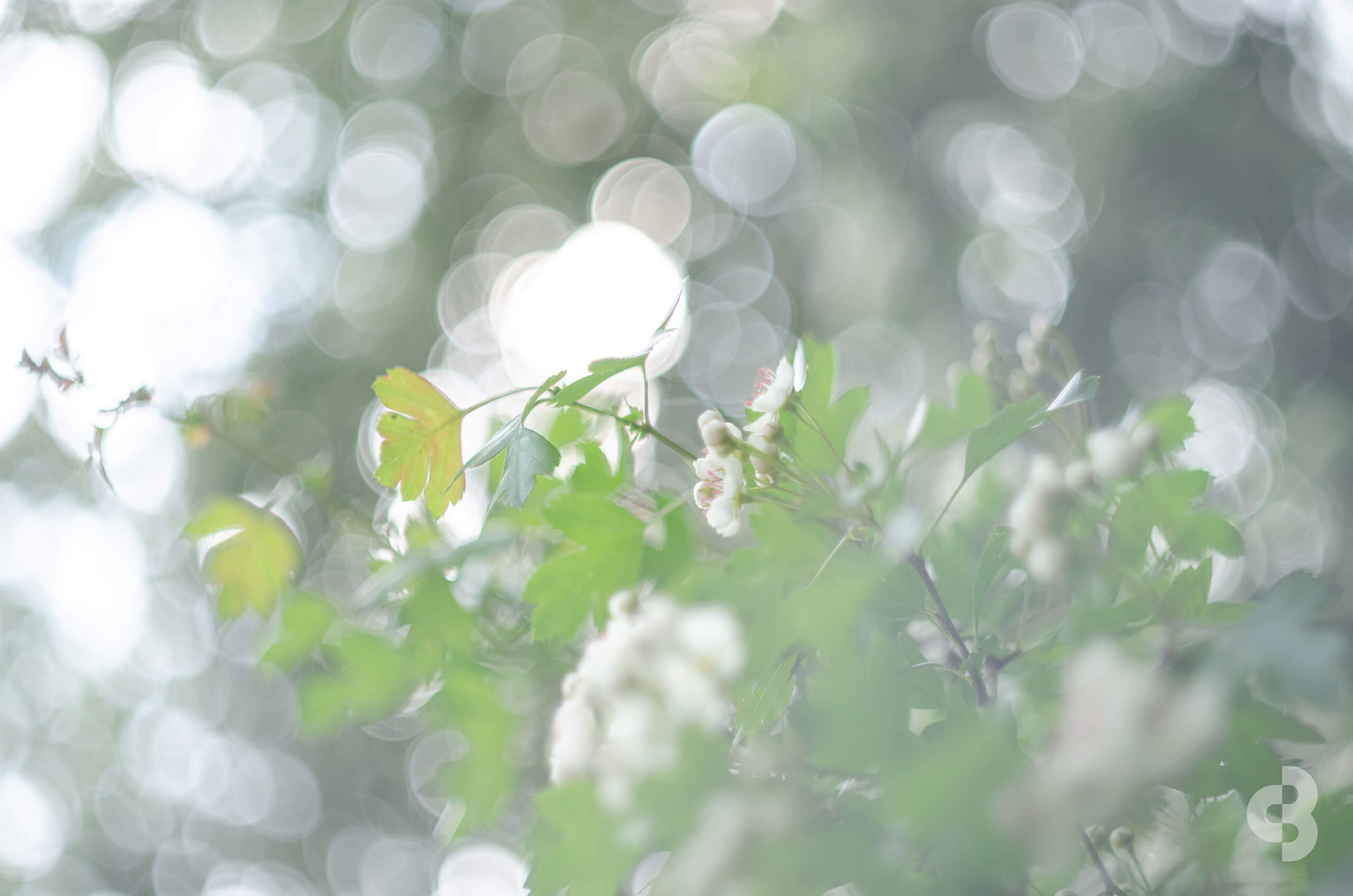 Soft focus spring blossoms with circular bokeh