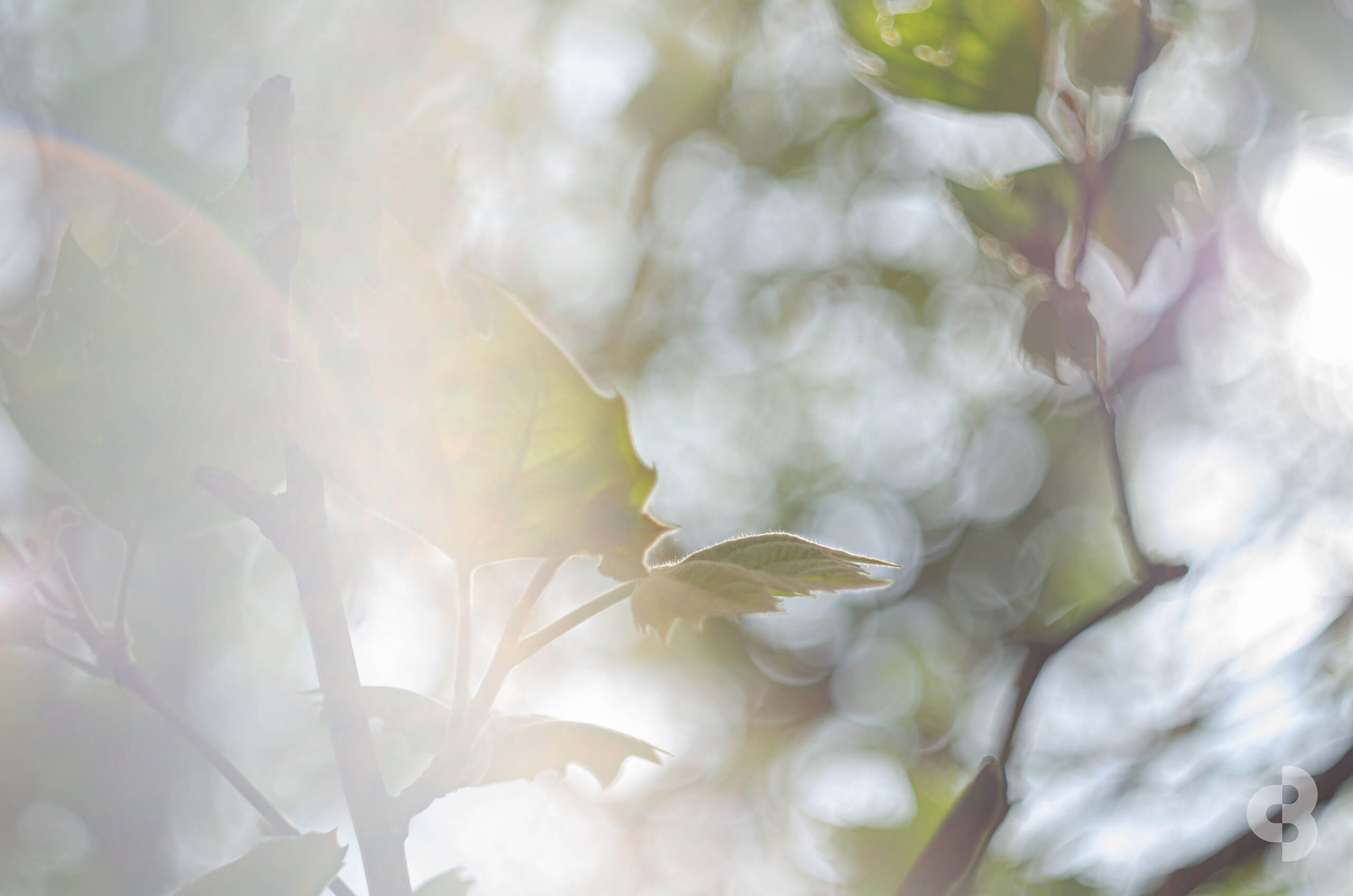 Sunlit spring leaves in soft focus